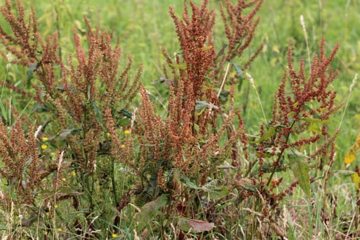 close up of Rumex acetosella, commonly known as red sorrel, sheep's sorrel, field sorrel and sour weed,r