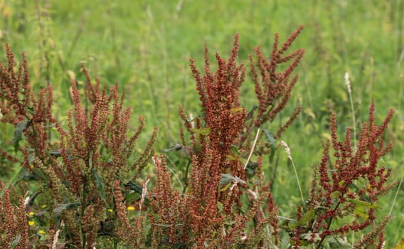 close up of Rumex acetosella, commonly known as red sorrel, sheep's sorrel, field sorrel and sour weed,r