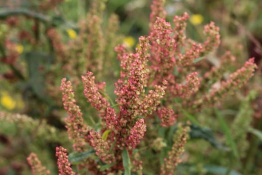 close up of Rumex acetosella, commonly known as red sorrel, sheep's sorrel, field sorrel and sour weed,r