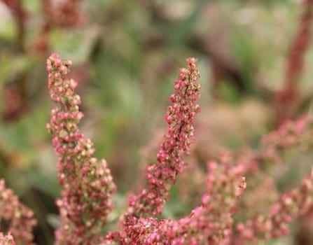 close up of Rumex acetosella, commonly known as red sorrel, sheep's sorrel, field sorrel and sour weed,r