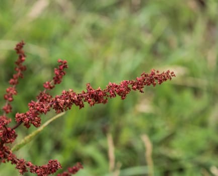 close up of Rumex acetosella, commonly known as red sorrel, sheep's sorrel, field sorrel and sour weed,r