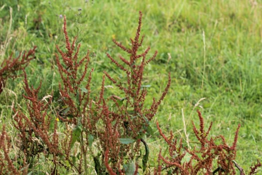 close up of Rumex acetosella, commonly known as red sorrel, sheep's sorrel, field sorrel and sour weed,r