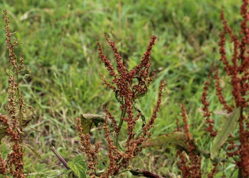 close up of Rumex acetosella, commonly known as red sorrel, sheep's sorrel, field sorrel and sour weed,r