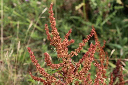 close up of Rumex acetosella, commonly known as red sorrel, sheep's sorrel, field sorrel and sour weed,r