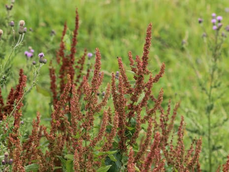 close up of Rumex acetosella, commonly known as red sorrel, sheep's sorrel, field sorrel and sour weed,r