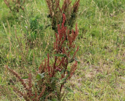 close up of Rumex acetosella, commonly known as red sorrel, sheep's sorrel, field sorrel and sour weed,r