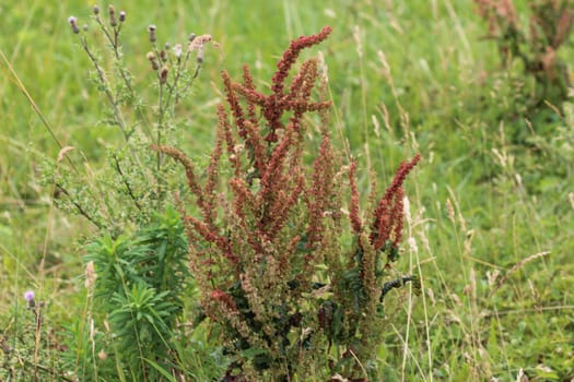 close up of Rumex acetosella, commonly known as red sorrel, sheep's sorrel, field sorrel and sour weed,r