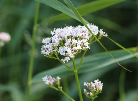 close up of marsh valerian or Valeriana dioica, blooming in spring