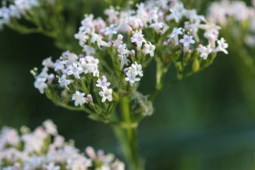 close up of marsh valerian or Valeriana dioica, blooming in spring