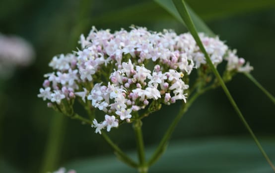 close up of marsh valerian or Valeriana dioica, blooming in spring