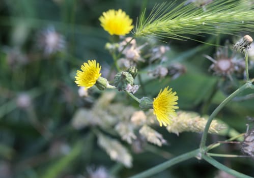 close up of Sonchus asper, also commonly known as the prickly sow-thistle, rough milk thistle, spiny sowthistle, sharp-fringed sow thistle, or spiny-leaved sow thistle