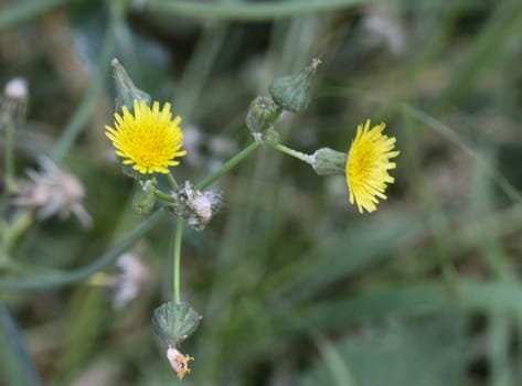 close up of Sonchus asper, also commonly known as the prickly sow-thistle, rough milk thistle, spiny sowthistle, sharp-fringed sow thistle, or spiny-leaved sow thistle