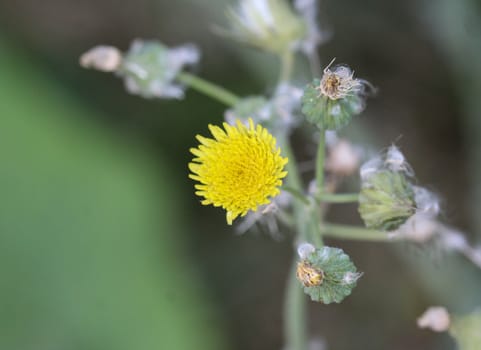 close up of Sonchus asper, also commonly known as the prickly sow-thistle, rough milk thistle, spiny sowthistle, sharp-fringed sow thistle, or spiny-leaved sow thistle