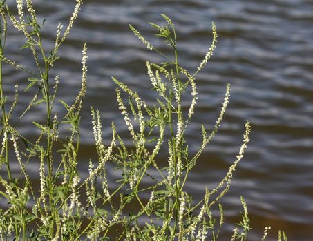 close up of Melilotus albus, also known as honey clover, Bokhara clover (Australia), sweet clover, or white melilot, blooming in summer season