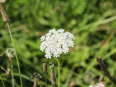 close up of Daucus carota, whose common names include wild carrot, bird's nest, bishop's lace, and Queen Anne's lace