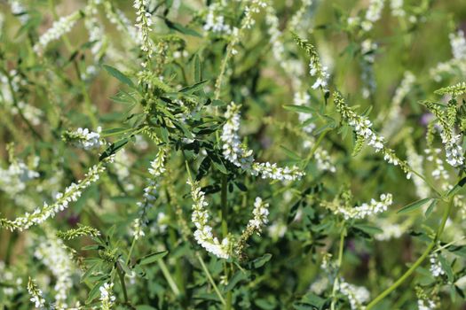 close up of Melilotus albus, also known as honey clover, Bokhara clover (Australia), sweet clover, or white melilot, blooming in summer season