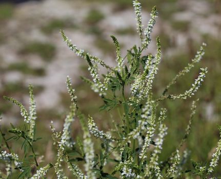 close up of Melilotus albus, also known as honey clover, Bokhara clover (Australia), sweet clover, or white melilot, blooming in summer season