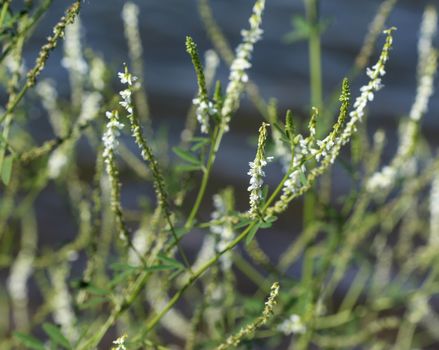 close up of Melilotus albus, also known as honey clover, Bokhara clover (Australia), sweet clover, or white melilot, blooming in summer season