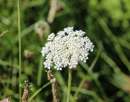 close up of Daucus carota, whose common names include wild carrot, bird's nest, bishop's lace, and Queen Anne's lace