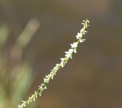 close up of Melilotus albus, also known as honey clover, Bokhara clover (Australia), sweet clover, or white melilot, blooming in summer season