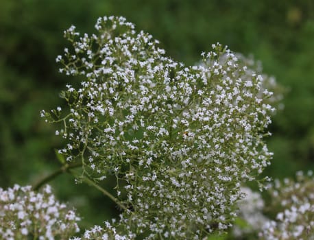 close up of marsh valerian or Valeriana dioica, blooming in spring