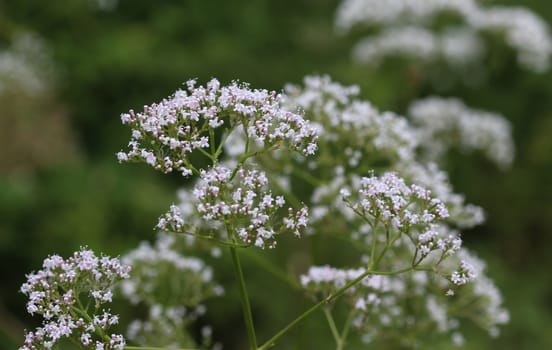 close up of marsh valerian or Valeriana dioica, blooming in spring