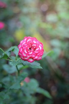 Roses in the garden, Roses are beautiful with a beautiful sunny day.