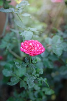 Roses in the garden, Roses are beautiful with a beautiful sunny day.