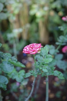 Roses in the garden, Roses are beautiful with a beautiful sunny day.