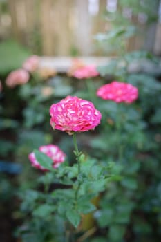 Roses in the garden, Roses are beautiful with a beautiful sunny day.