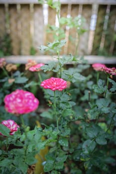 Roses in the garden, Roses are beautiful with a beautiful sunny day.