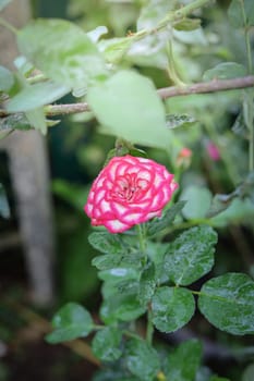 Roses in the garden, Roses are beautiful with a beautiful sunny day.