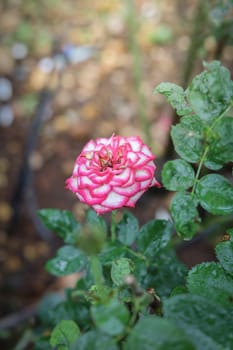 Roses in the garden, Roses are beautiful with a beautiful sunny day.