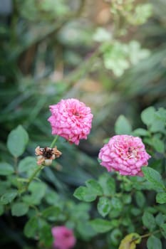 Roses in the garden, Roses are beautiful with a beautiful sunny day.