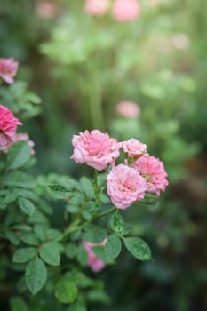 Roses in the garden, Roses are beautiful with a beautiful sunny day.