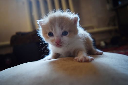 Cute Fluffy Kitten Looks At The World Around