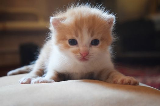 Cute Fluffy Kitten Looks At The World Around