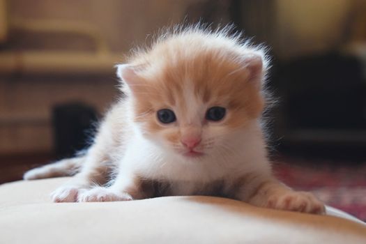 Cute Fluffy Kitten Looks At The World Around