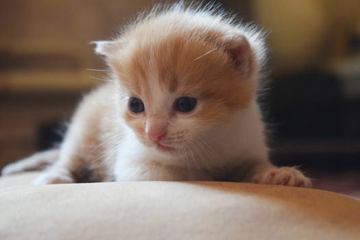 Cute Fluffy Kitten Looks At The World Around