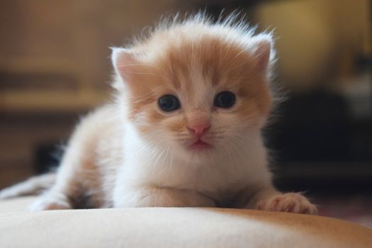 Cute Fluffy Kitten Looks At The World Around