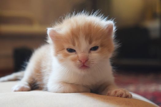 Cute Fluffy Kitten Looks At The World Around