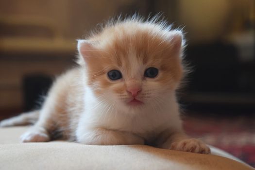 Cute Fluffy Kitten Looks At The World Around