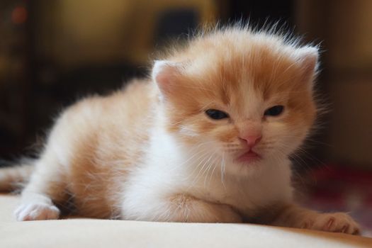 Cute Fluffy Kitten Looks At The World Around