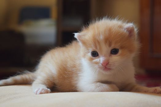 Cute Fluffy Kitten Looks At The World Around