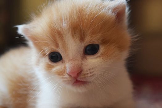 Cute Fluffy Kitten Looks At The World Around