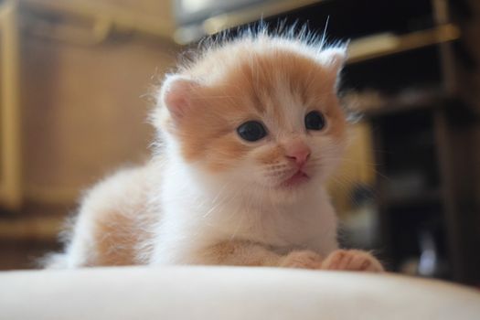 Cute Fluffy Kitten Looks At The World Around