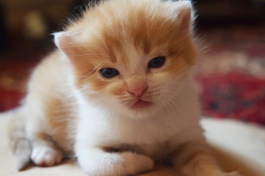 Cute Fluffy Kitten Looks At The World Around