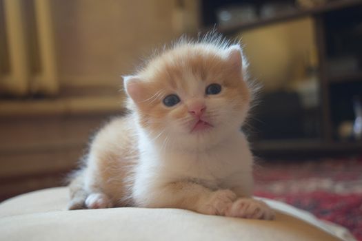 Cute Fluffy Kitten Looks At The World Around