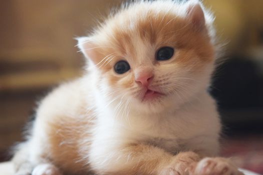 Cute Fluffy Kitten Looks At The World Around