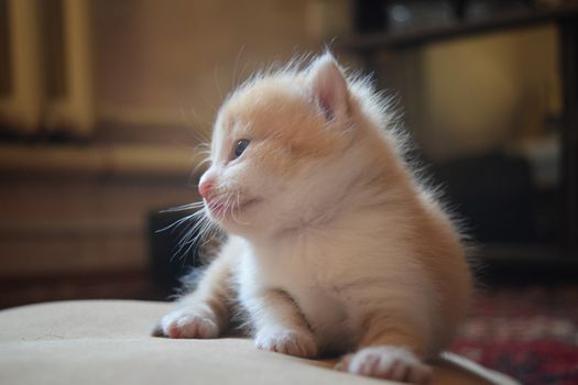 Cute Fluffy Kitten Looks At The World Around